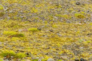 Detail of pattern Iceland's lush natural landscape photo