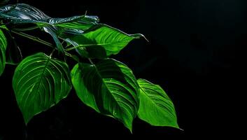 Closeup of a large leaf against light in black backgroung. Ai generated photo