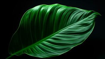 Closeup of a large leaf against light in black backgroung. Ai generated photo