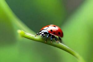 This text is about looking closely at a ladybug on a green stem and highlighting the variety of living things in small environments.. Creative resource, photo