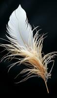 Closeup of white feather on black background. AI generated photo