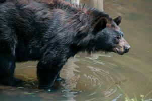 Brown bear in the wild photo