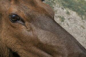 Deer in a nature reserve in Canada photo