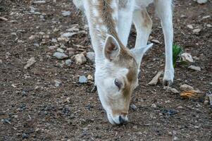 Deer in a nature reserve in Canada photo