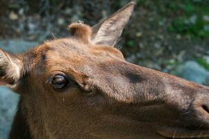 Deer in a nature reserve in Canada photo