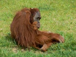 Chimpanzee in Lisbon zoo photo