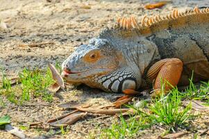 Iguana in a natural park photo