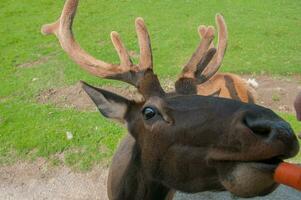 Deer in a nature reserve in Canada photo