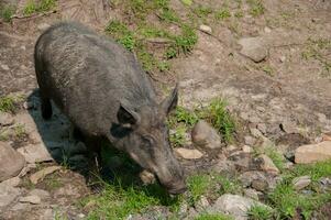 Wild boar in a nature reserve in Canada photo