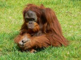 Chimpanzee in Lisbon zoo photo