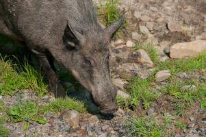 Wild boar in a nature reserve in Canada photo