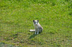 Fox in a nature reserve in Canada photo
