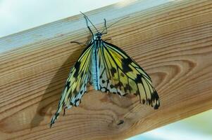 el belleza de el colores y modelo de un mariposa foto