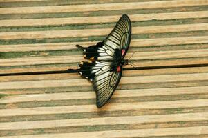 el belleza de el colores y modelo de un mariposa foto