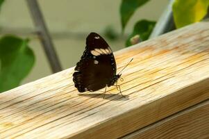 The beauty of the colors and pattern of a butterfly photo