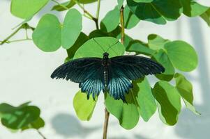 The beauty of the colors and pattern of a butterfly photo