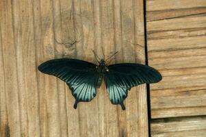 el belleza de el colores y modelo de un mariposa foto