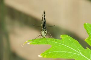 el belleza de el colores y modelo de un mariposa foto