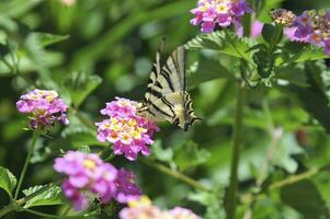 hermosa y vistoso imagen de un mariposa descansando en un flor foto