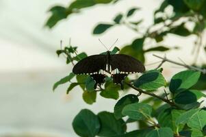 The beauty of the colors and pattern of a butterfly photo