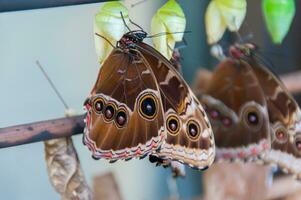 The beauty of the colors and pattern of a butterfly photo