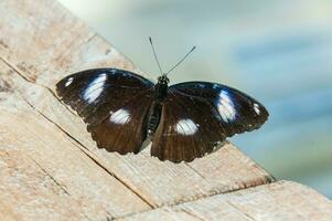 el belleza de el colores y modelo de un mariposa foto