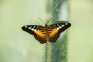 el belleza de el colores y modelo de un mariposa foto