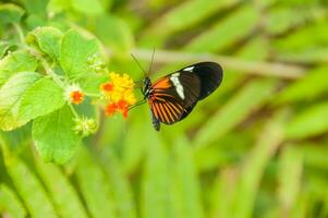 The beauty of the colors and pattern of a butterfly photo