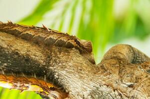 Colorful butterfly larvae in a plant photo