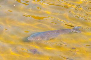 Fish in a transparent green water lake photo