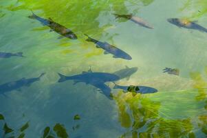 Fish in a transparent green water lake photo