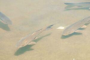 Fish in a transparent green water lake photo