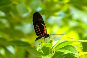 The beauty of the colors and pattern of a butterfly photo