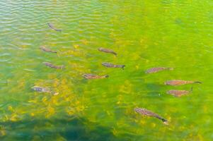 pescado en un transparente verde agua lago foto