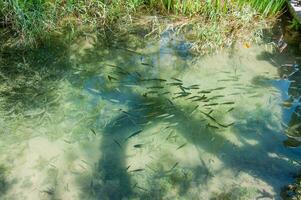 Fish in a transparent green water lake photo