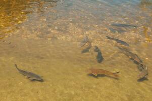 Fish in a transparent green water lake photo