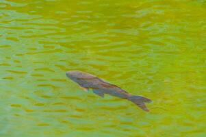 pescado en un transparente verde agua lago foto