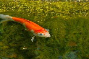 Fish in a transparent green water lake photo