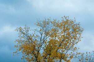 The natural beauty of autumn colors and falling leaves photo