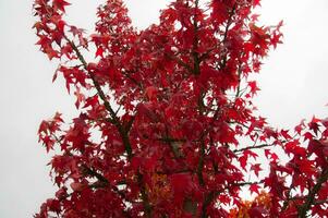 The natural beauty of autumn colors and falling leaves photo