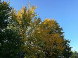 The natural beauty of autumn colors and falling leaves photo