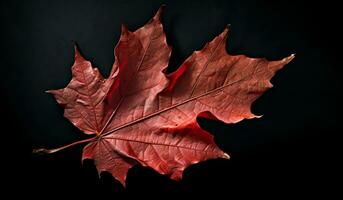 Vibrant autumn old dry maple leaf on dark background. AI generated photo
