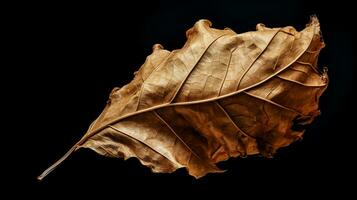 Vibrant autumn old dry leaf on black background. AI generated photo