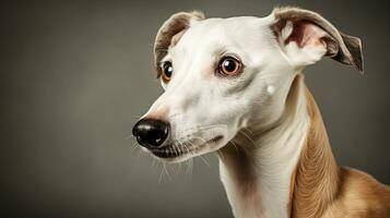Realistic portrait of Whippet dog. AI generated photo