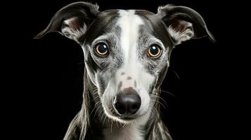 Realistic portrait of Whippet dog. AI generated photo