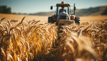 Farm worker harvesting wheat in the golden sunset generated by AI photo