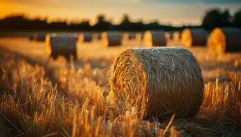 Agriculture beauty in nature yellow wheat, rolled up hay generated by AI photo