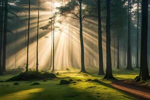 A calm morning see of a foggy timberland with bars of sunshine entering through the trees. AI Generated photo