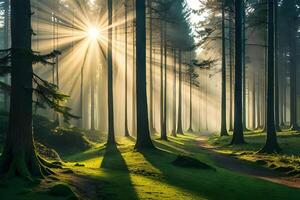A calm morning see of a foggy forest with bars of sunshine entering through the trees. Creative resource, photo