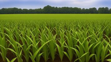 green columns of made corn on a private agrarian field. AI Generated photo